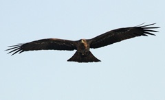 IMG_3788a